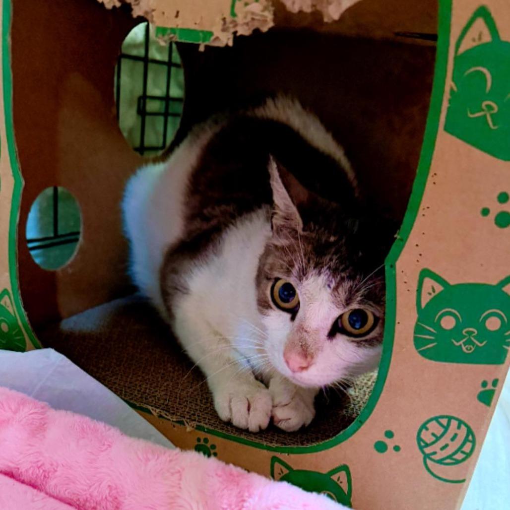 Enlarge Miss Honey, a Adoptable Domestic Short Hair in Pocono Summit, PA image 3/4