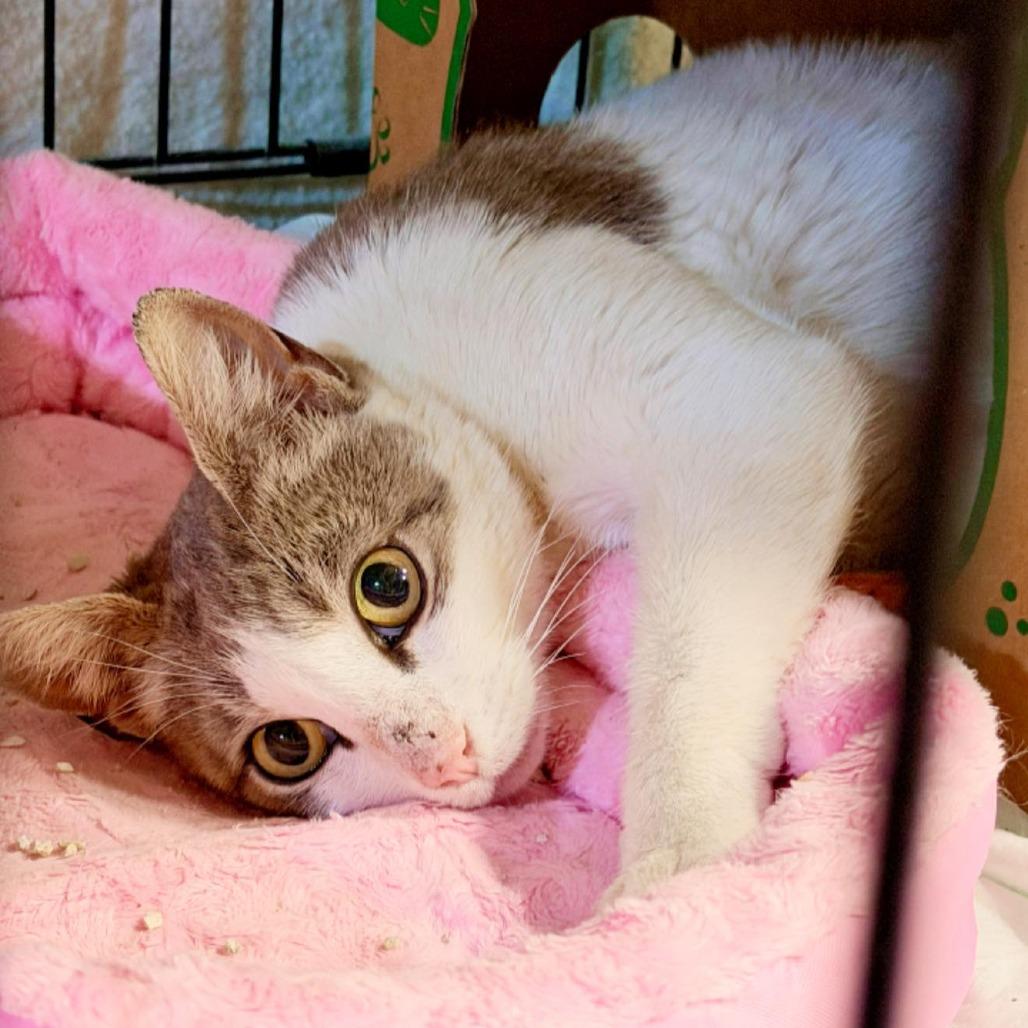 Enlarge Miss Honey, a Adoptable Domestic Short Hair in Pocono Summit, PA image 4/4