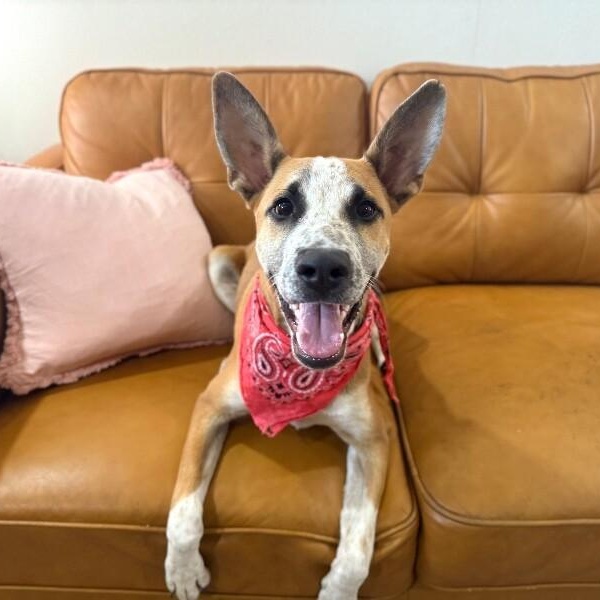 Butter Beans — thumbnail 3