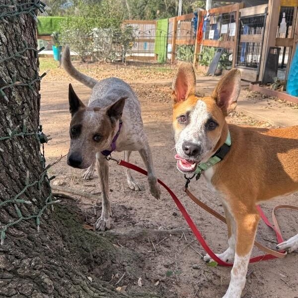 Butter Beans — thumbnail 4