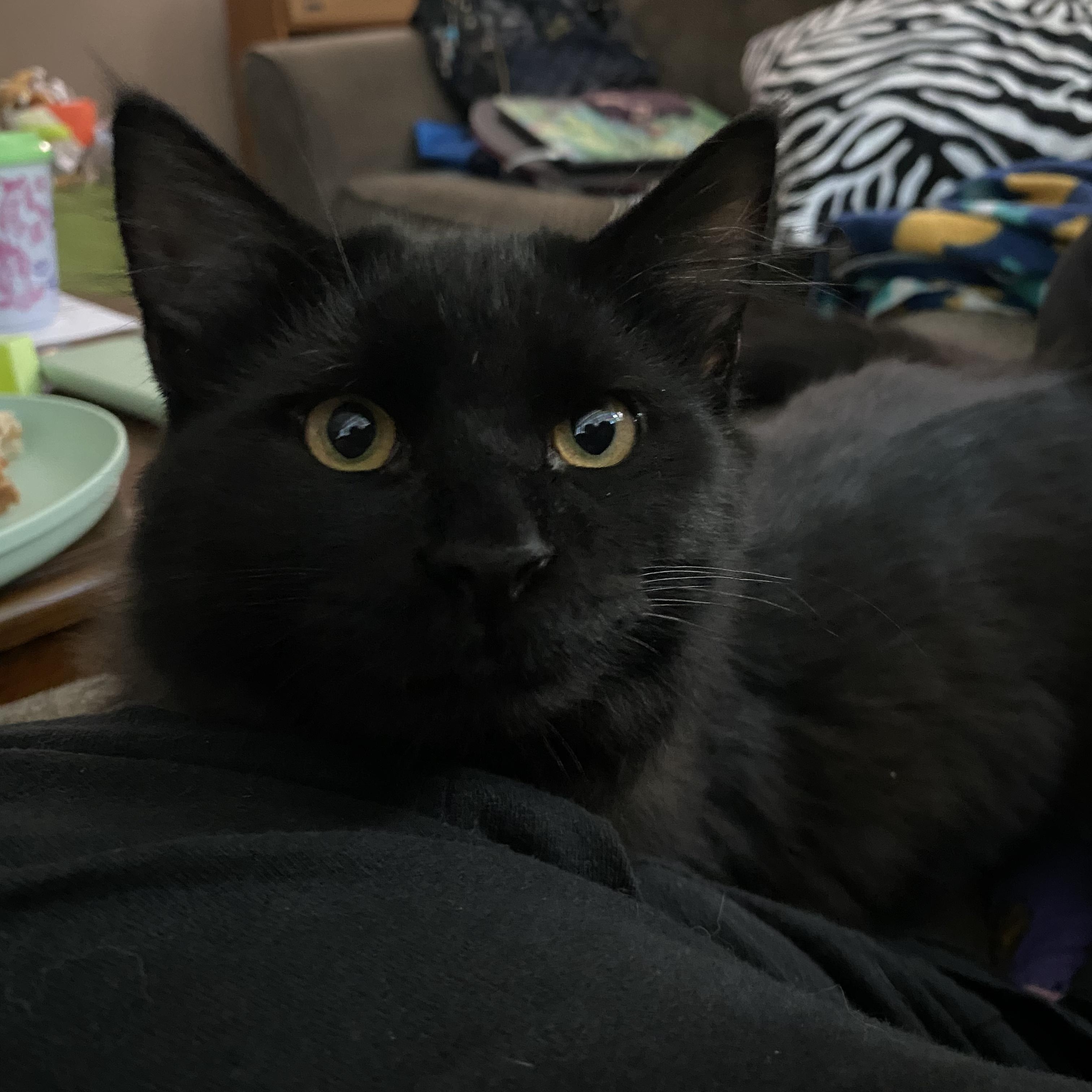 Raven, an adopted Domestic Long Hair in Oswego, NY image 3/5