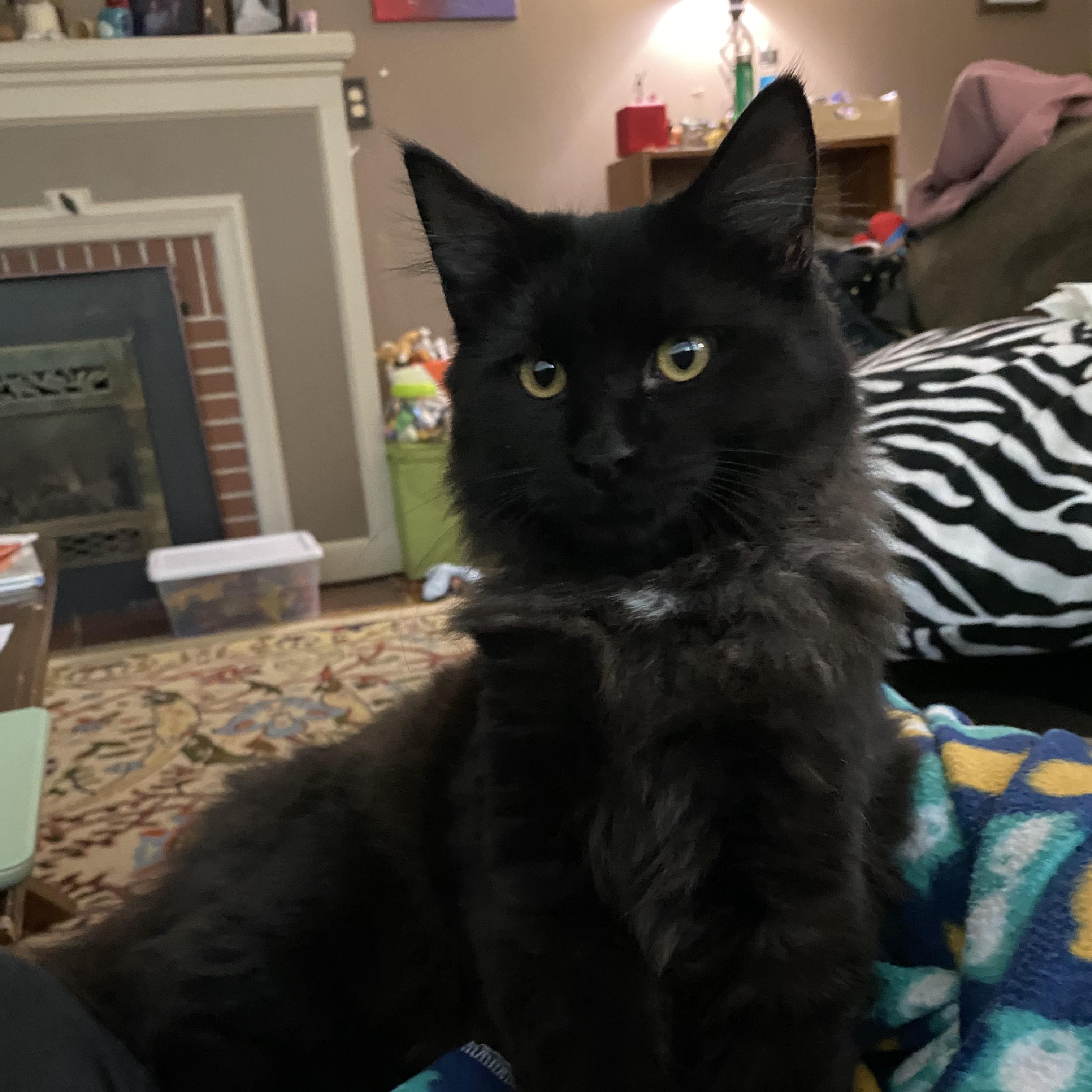 Raven, an adopted Domestic Long Hair in Oswego, NY image 4/5