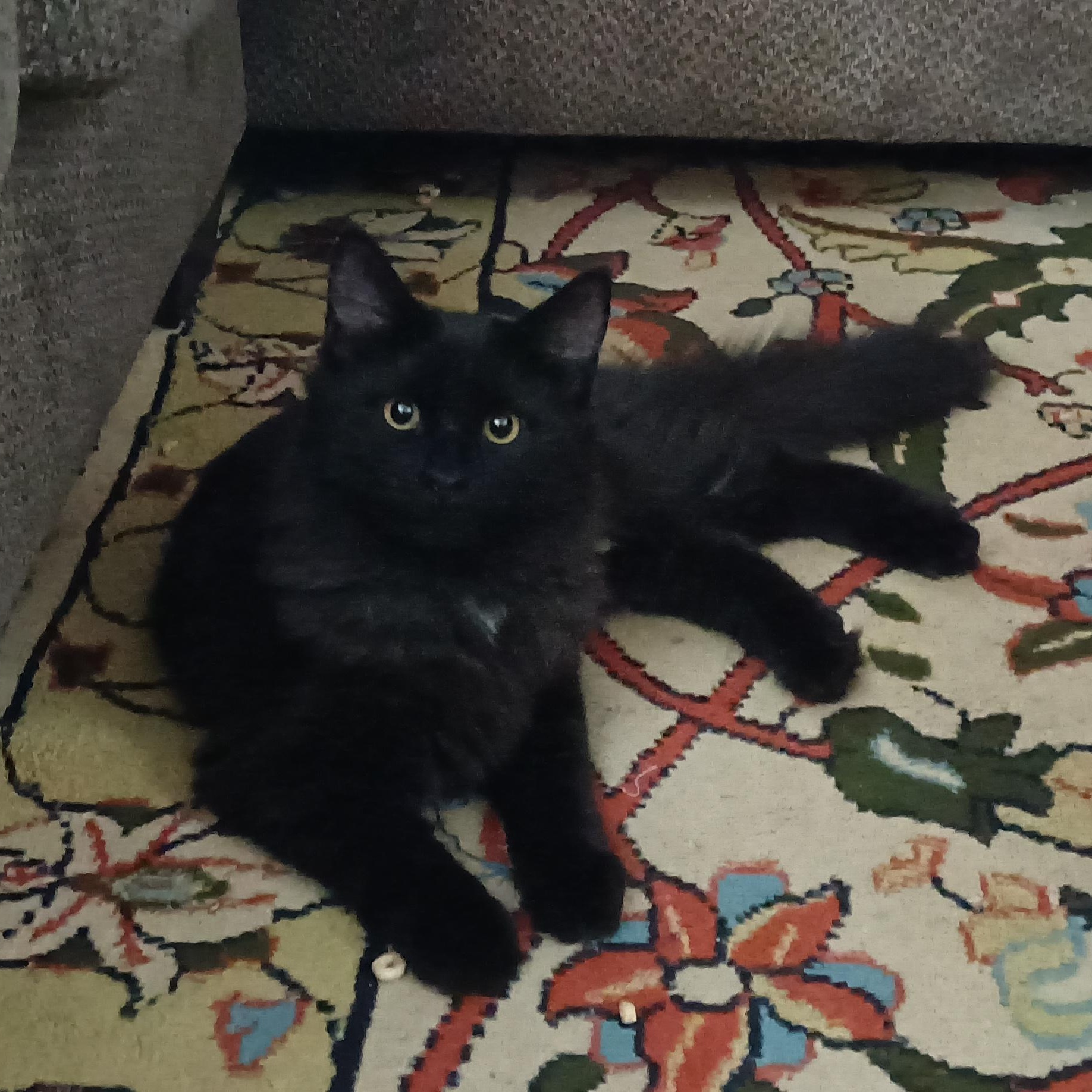 Raven, adopted, Kitten Male Domestic Long Hair.