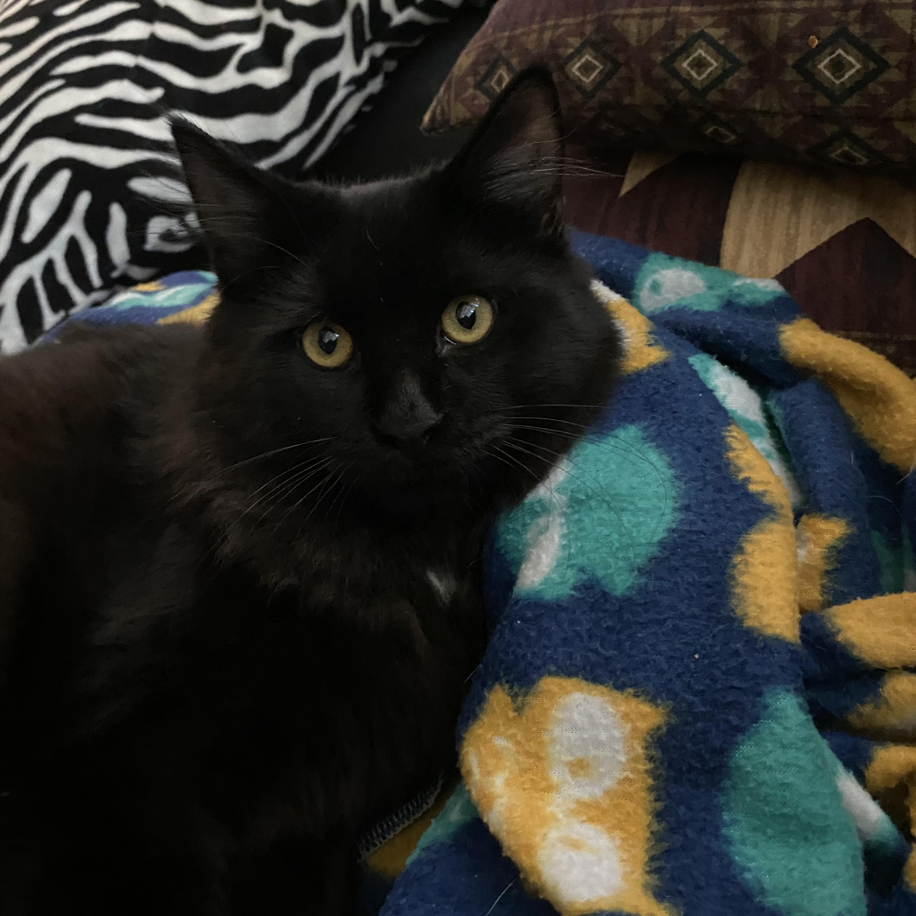 Raven, an adopted Domestic Long Hair in Oswego, NY image 2/5