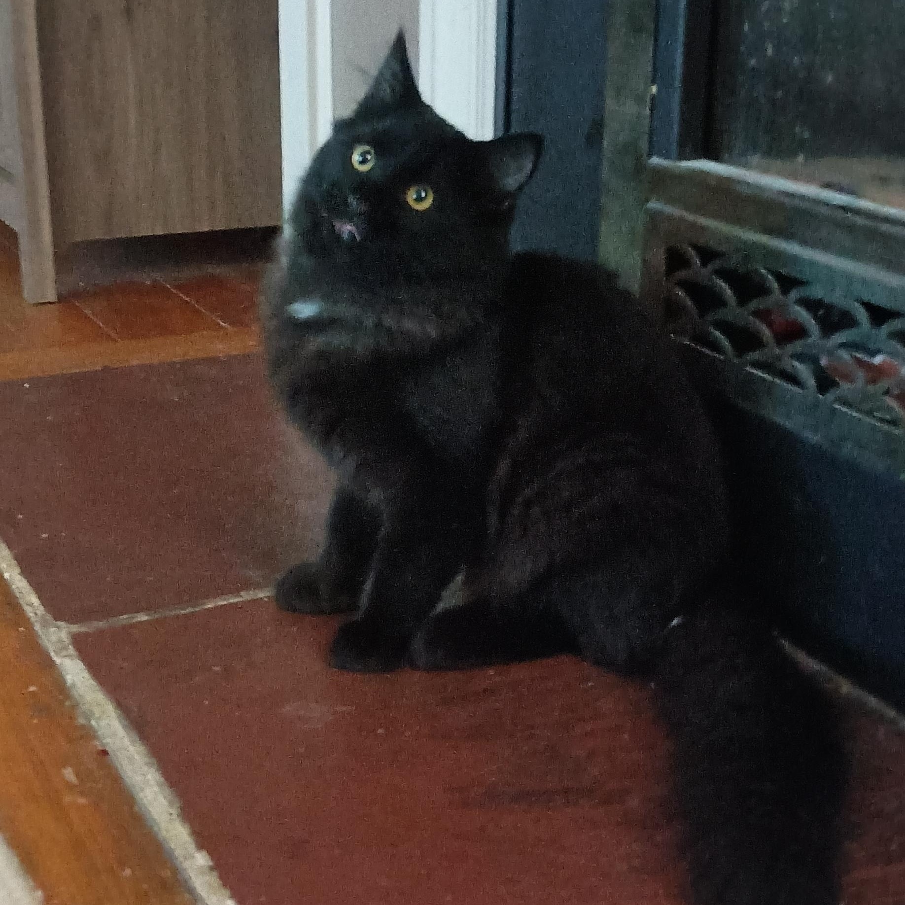 Raven, an adopted Domestic Long Hair in Oswego, NY image 5/5
