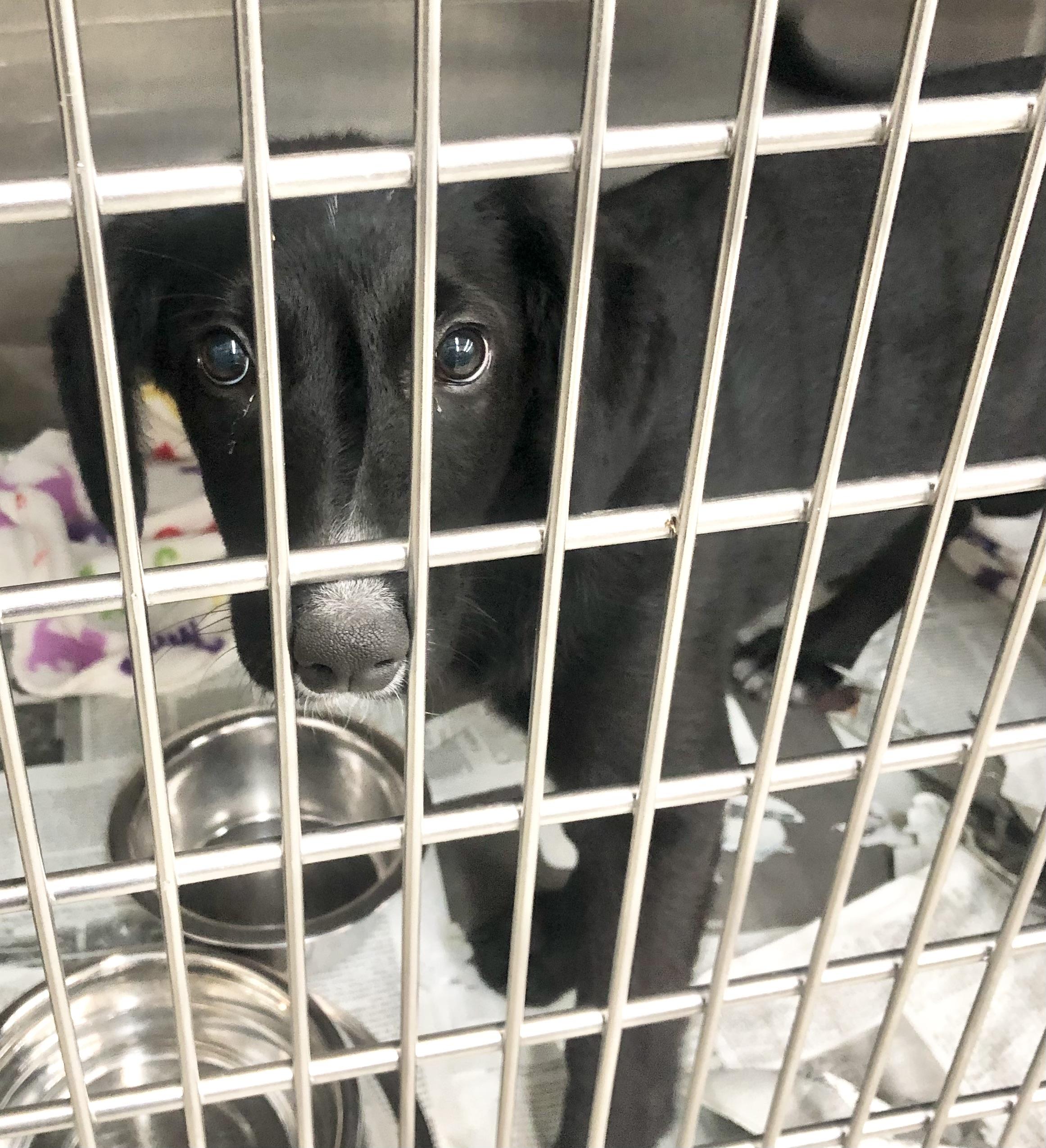 Enlarge Lonnie, an adoptable mixed breed in Parma, OH image 1/1