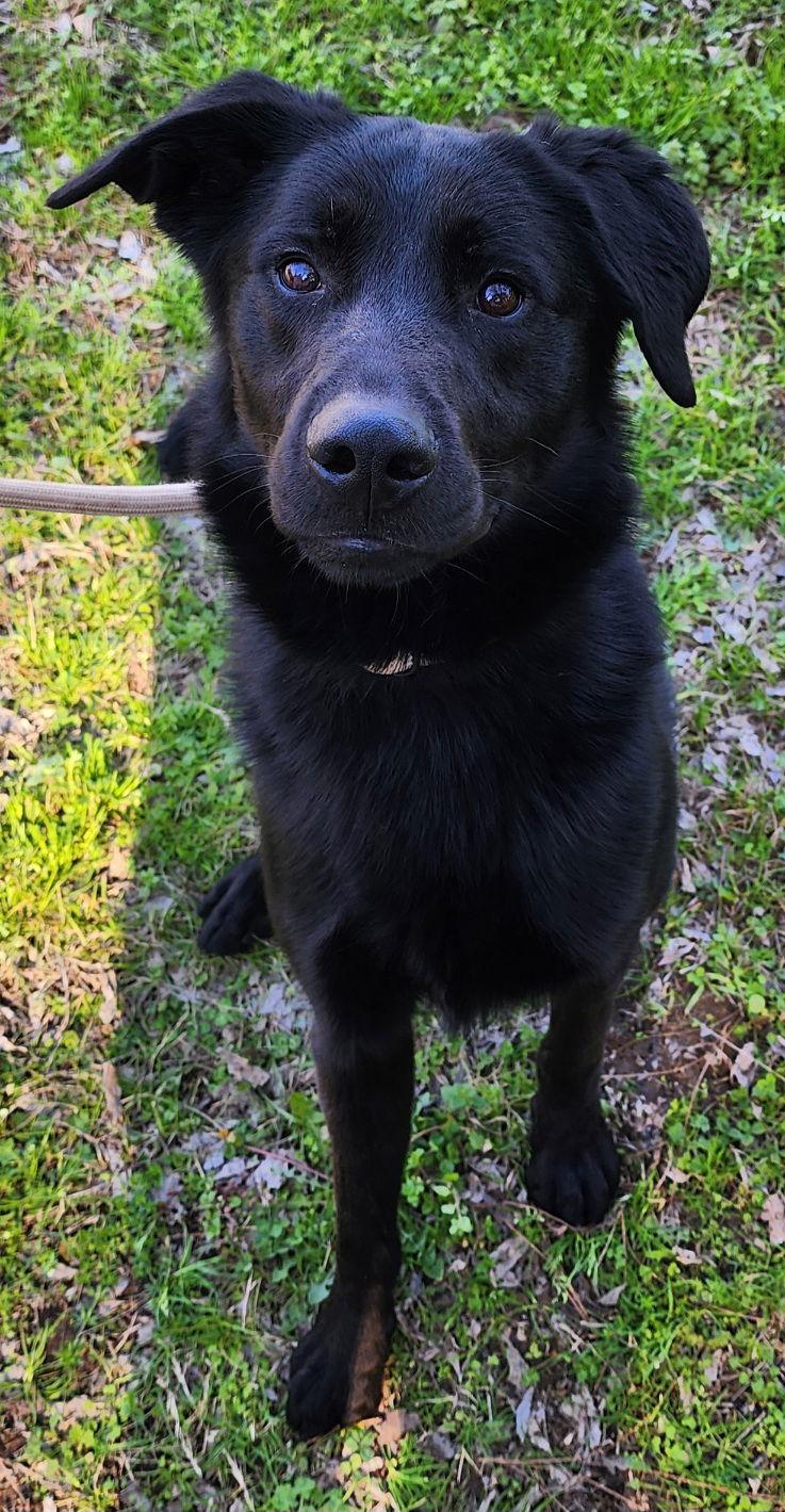 260254 Bark SImpson — thumbnail 2