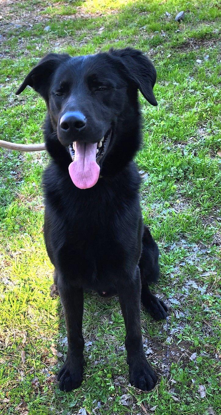 260254 Bark SImpson — thumbnail 3