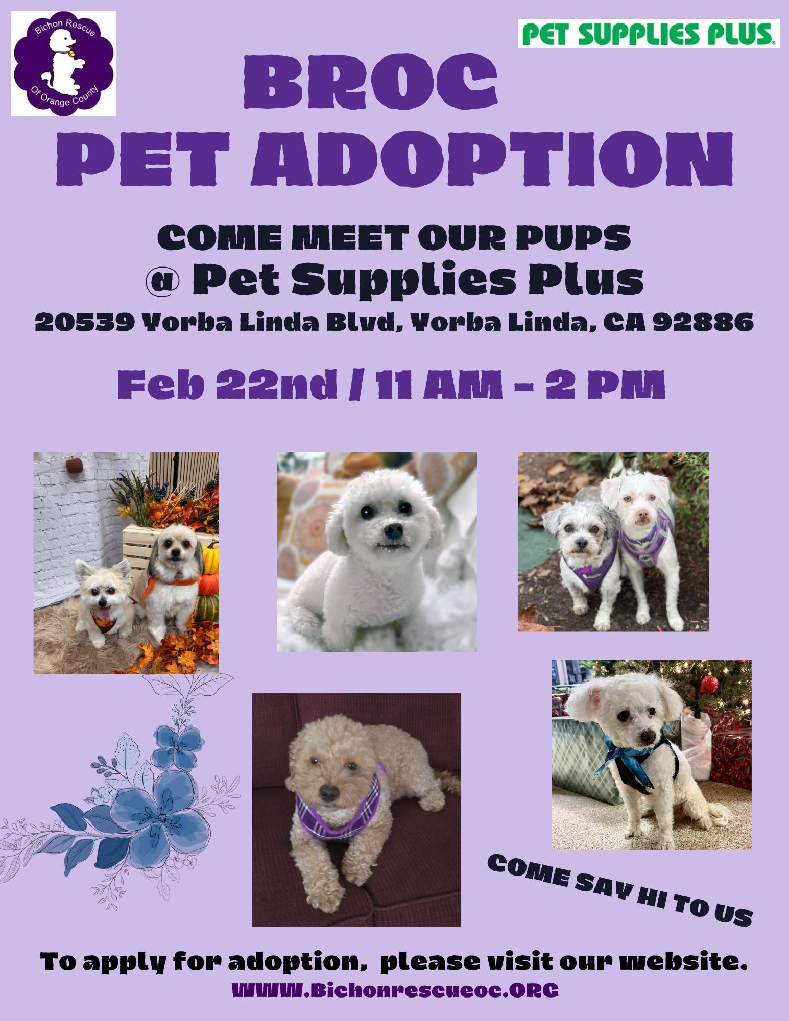 Luna #527, Adoptable, Adult Female Maltese.