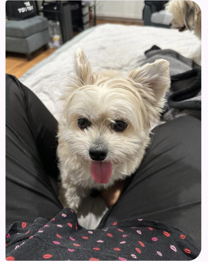 Luna #527, a Adoptable mixed breed in Placentia, CA image 2/6