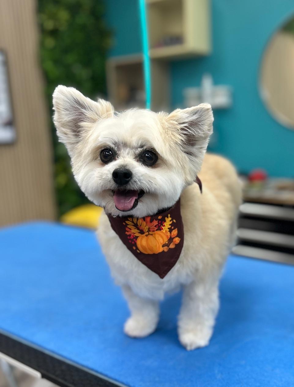 Luna #527, a Adoptable mixed breed in Placentia, CA image 4/6