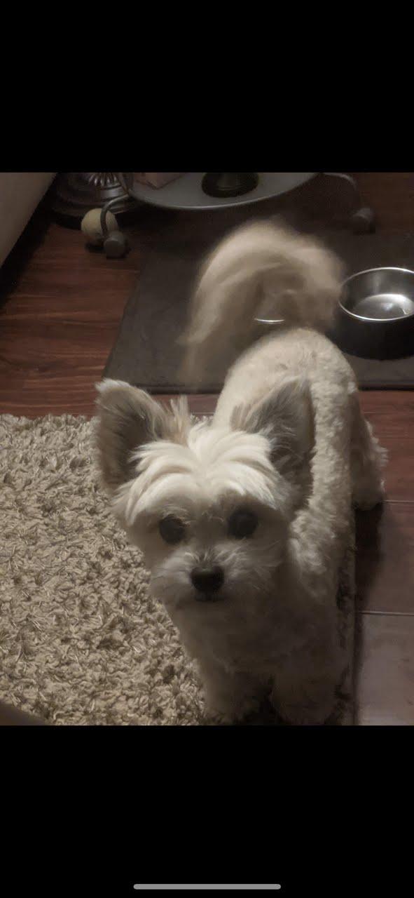 Luna #527, a Adoptable mixed breed in Placentia, CA image 6/6