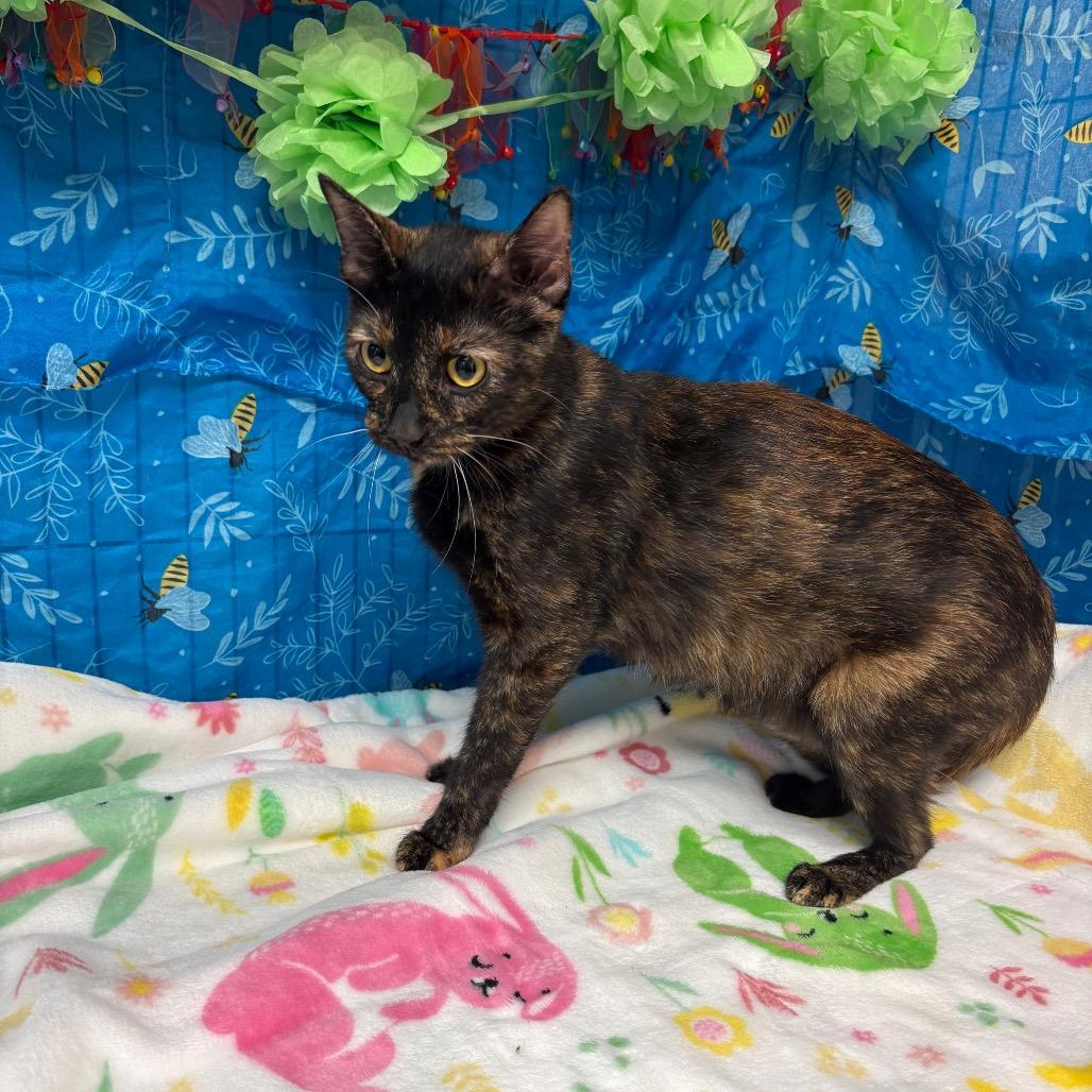 Pinto, Adoptable, Young Female American Shorthair.