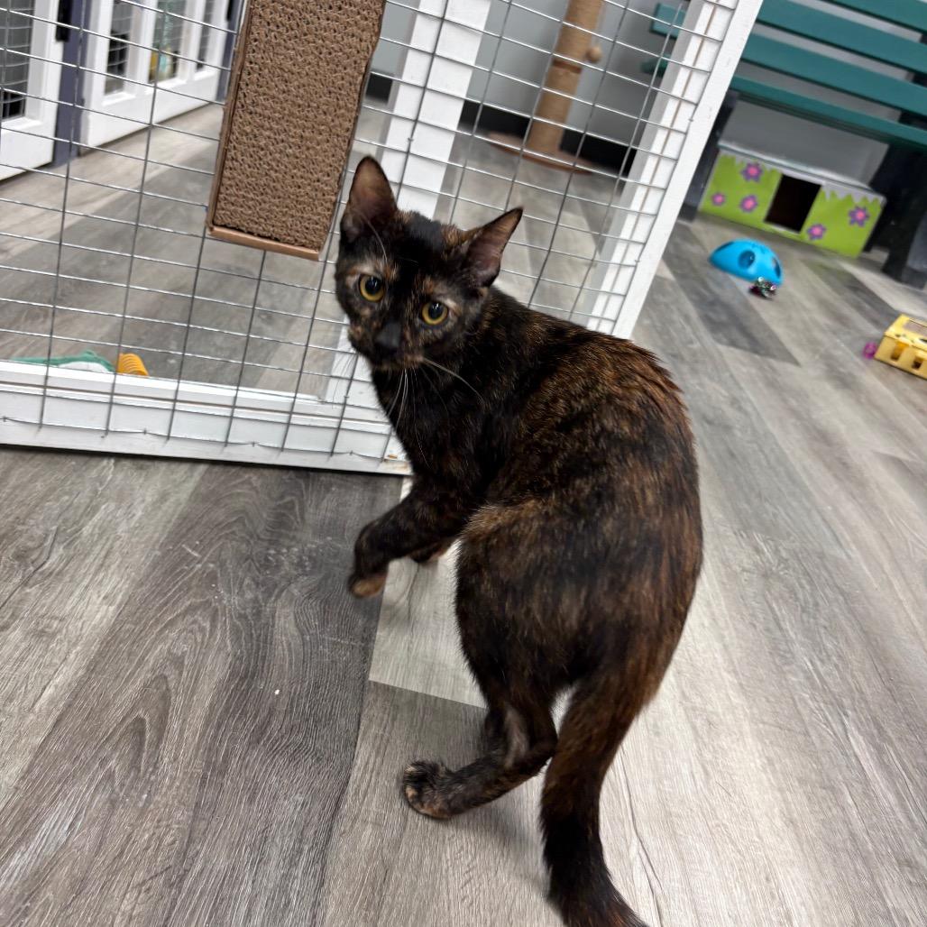 Pinto, a Adoptable American Shorthair in Greenfield, IN image 2/3
