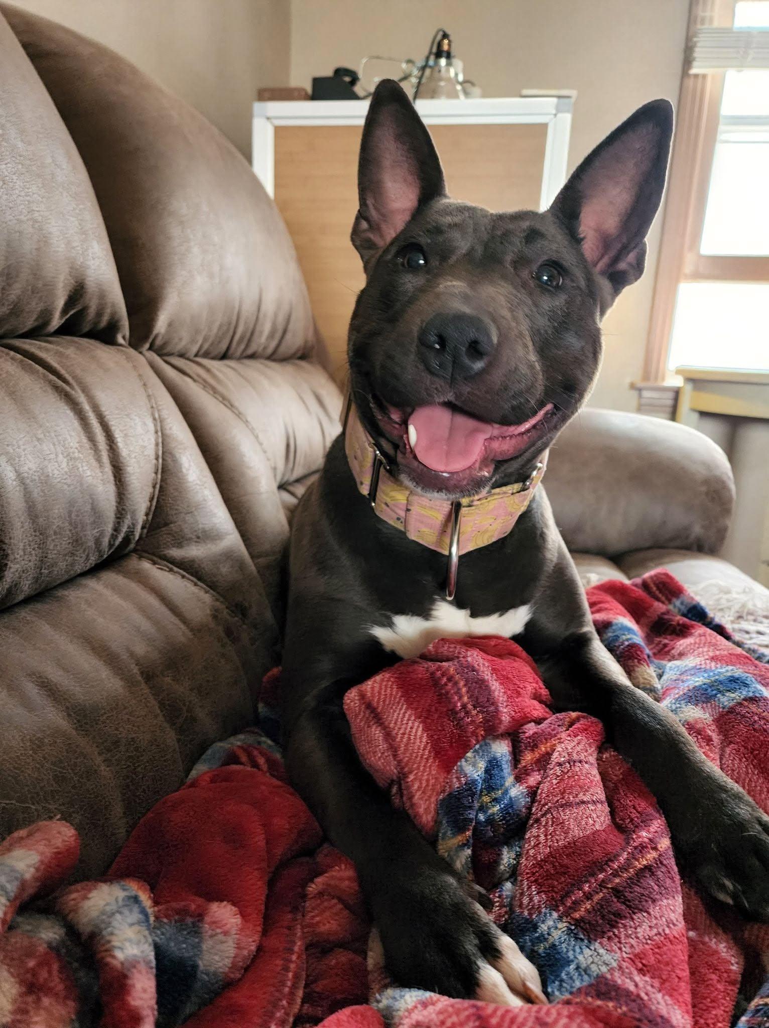Enlarge April, a Adoptable mixed breed in Clovis, NM image 5/6