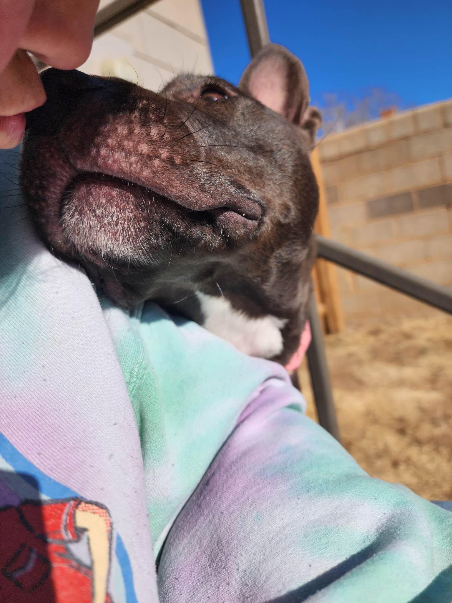 Enlarge April, a Adoptable mixed breed in Clovis, NM image 4/6