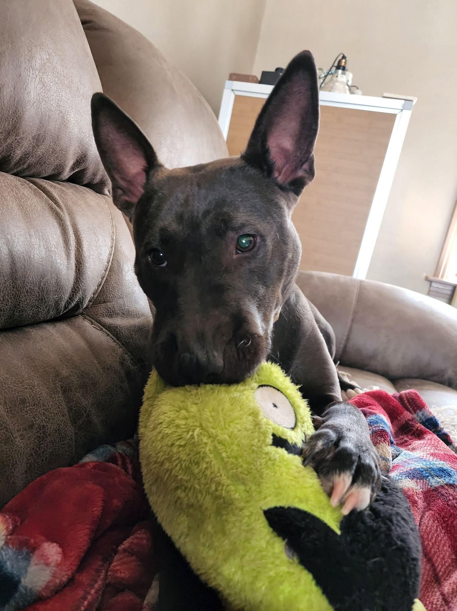Enlarge April, a Adoptable mixed breed in Clovis, NM image 1/6