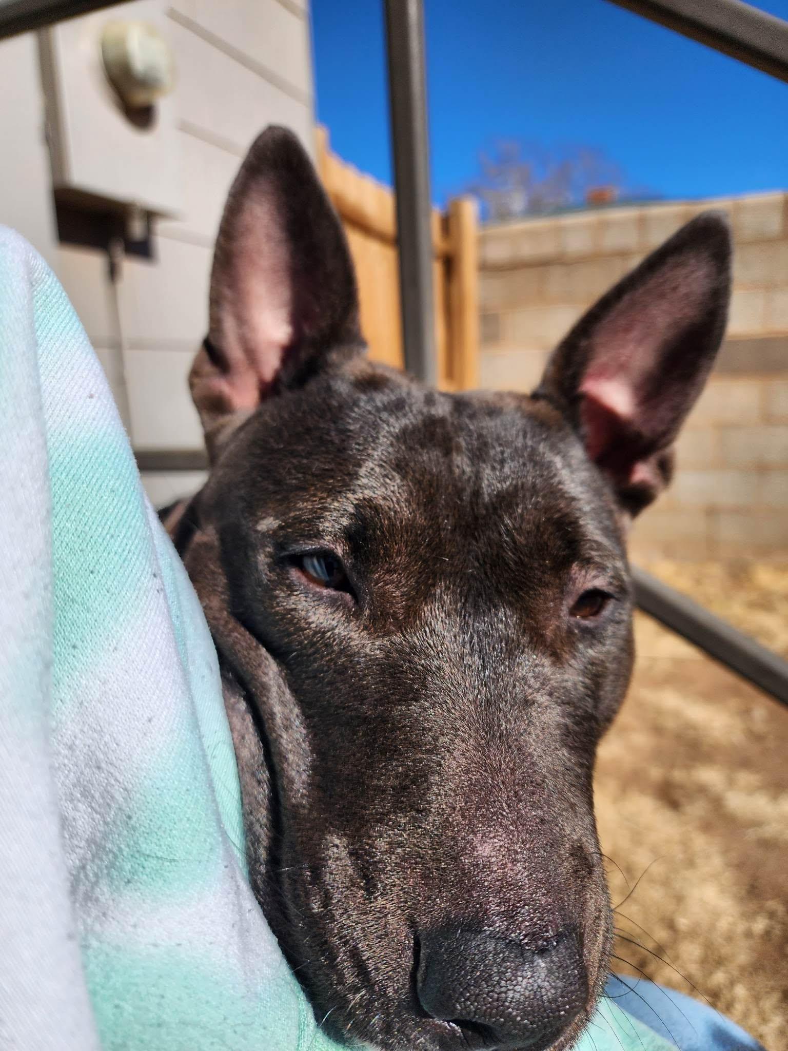 Enlarge April, a Adoptable mixed breed in Clovis, NM image 3/6