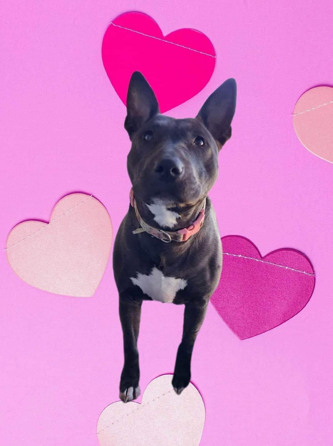 Enlarge April, a Adoptable mixed breed in Clovis, NM image 2/6