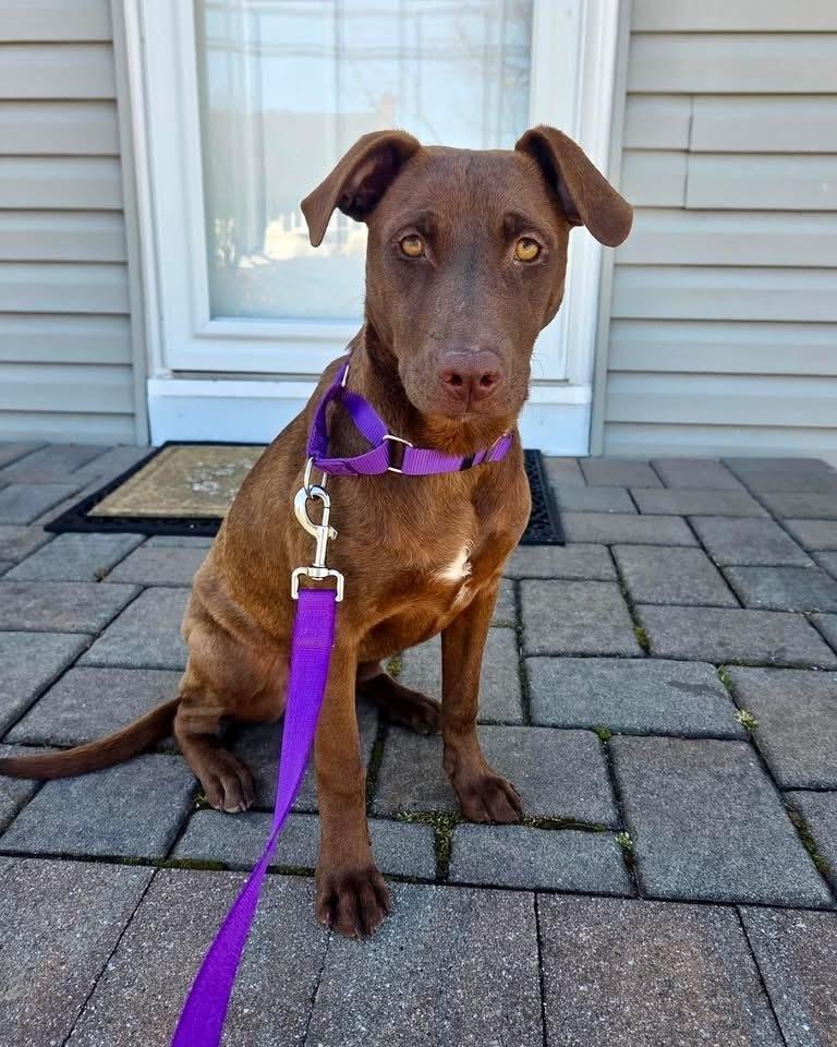 Sosa, a Adoptable mixed breed in Greenlawn, NY image 1/6