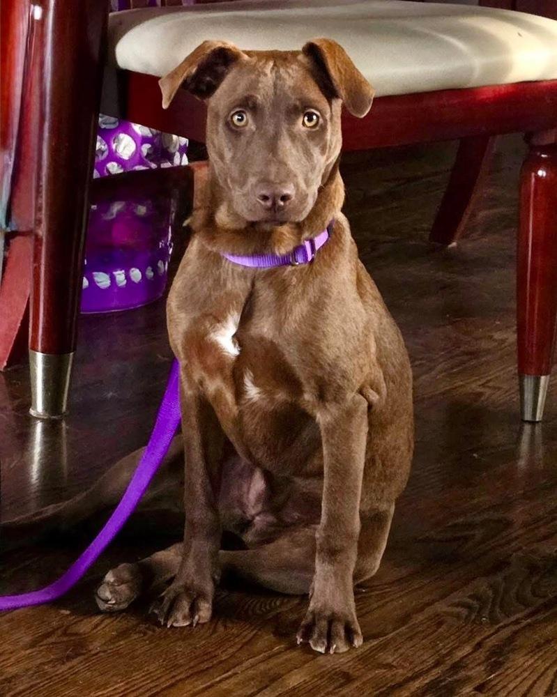 Sosa, a Adoptable mixed breed in Greenlawn, NY image 2/6