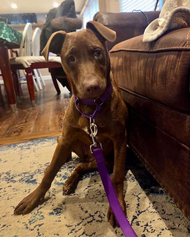 Sosa, a Adoptable mixed breed in Greenlawn, NY image 3/6