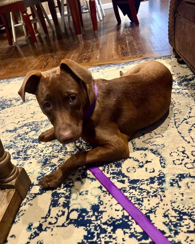 Sosa, a Adoptable mixed breed in Greenlawn, NY image 4/6