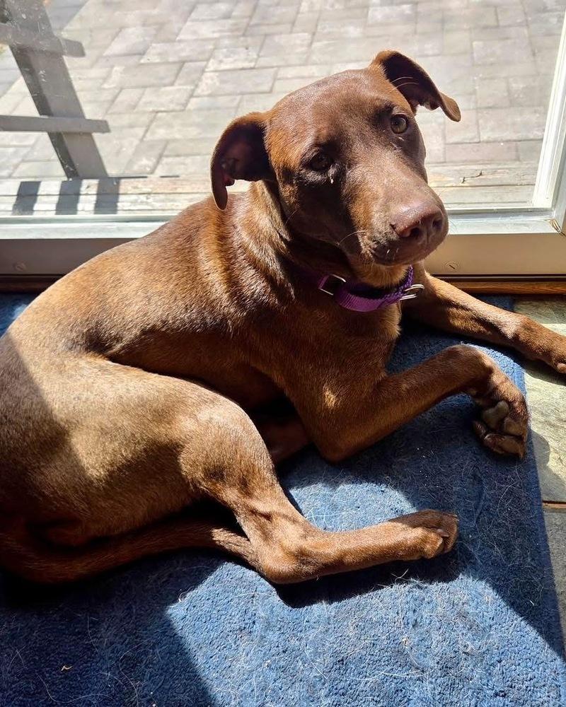 Sosa, a Adoptable mixed breed in Greenlawn, NY image 5/6