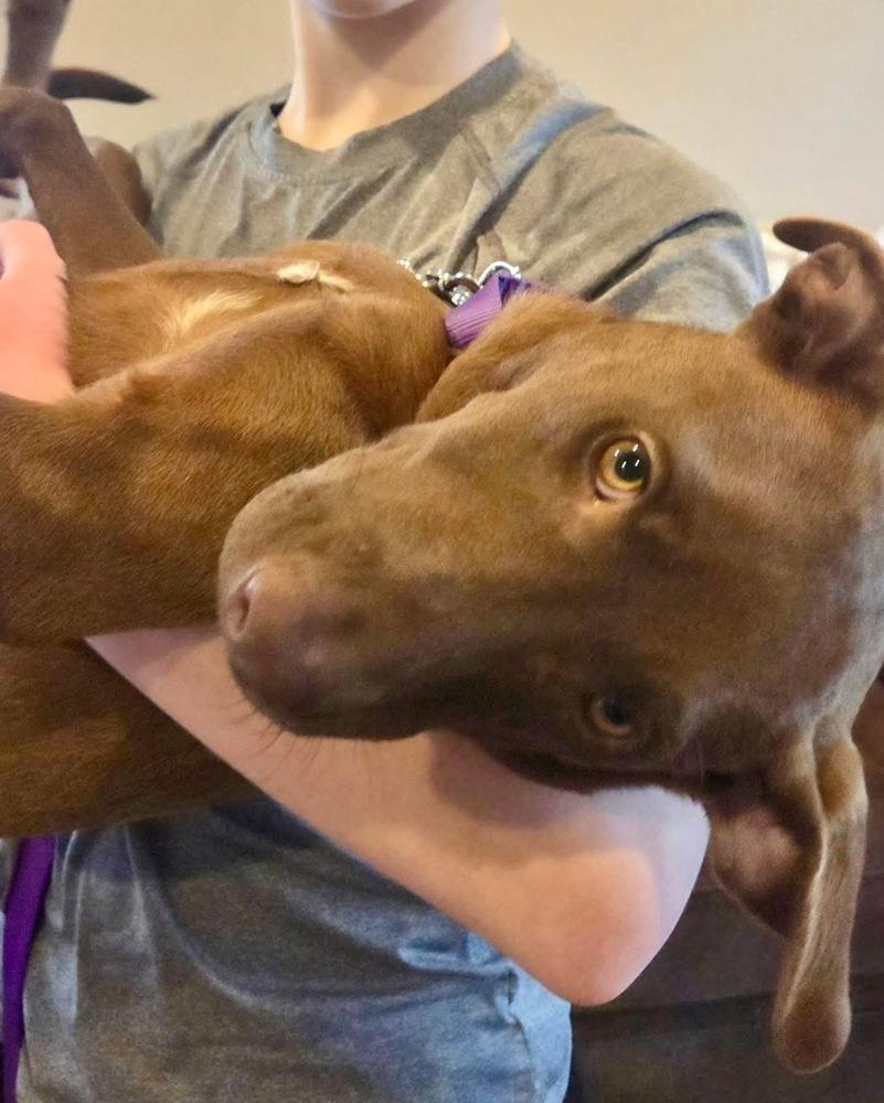 Sosa, a Adoptable mixed breed in Greenlawn, NY image 6/6