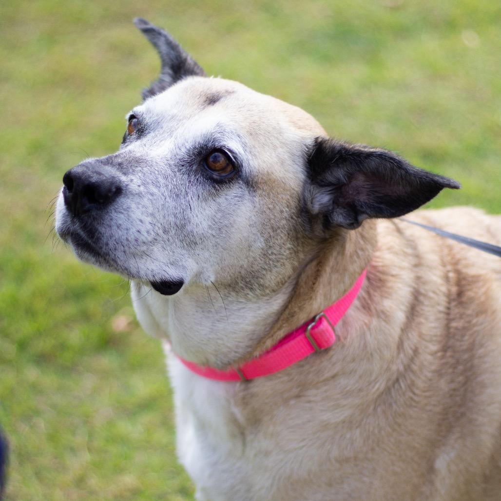 Holiday 21284, a Adoptable mixed breed in Cumming, GA image 1/6