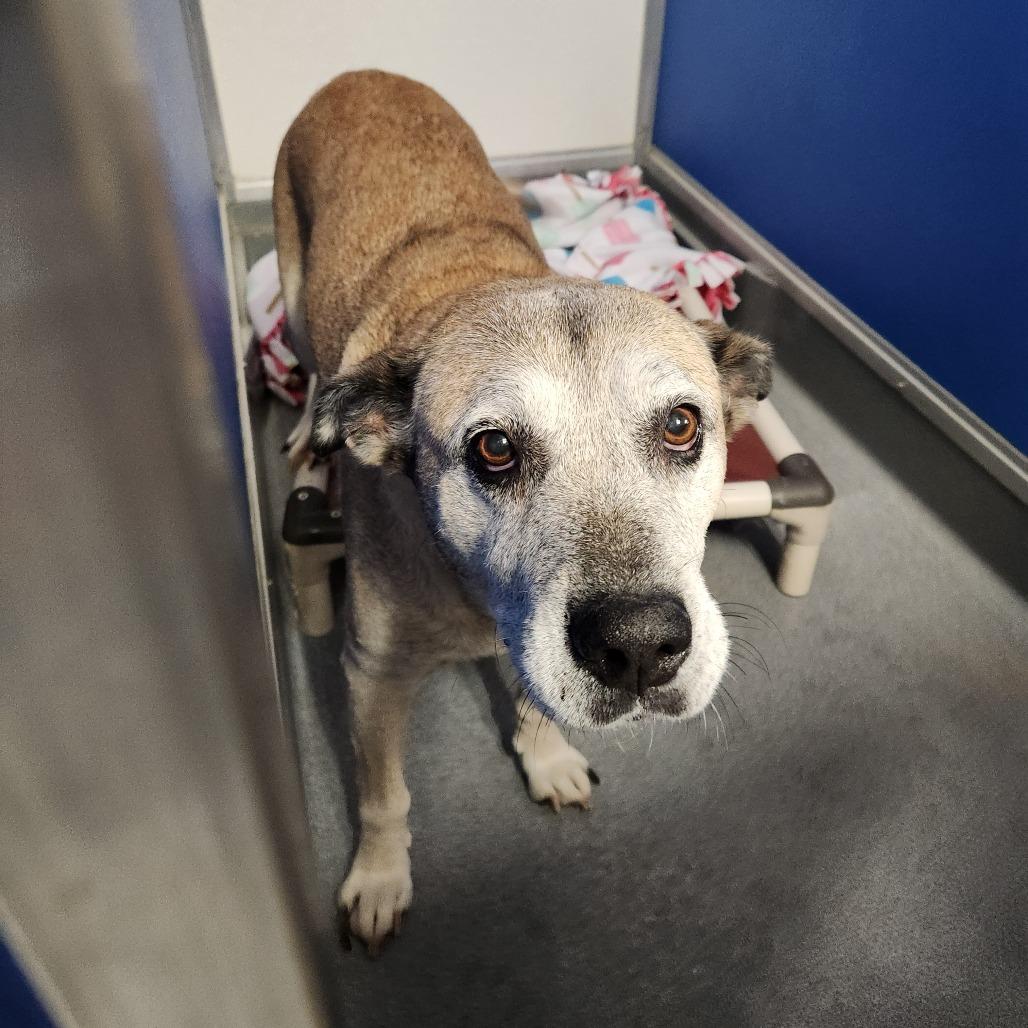 Holiday 21284, Adoptable, Senior Female Hound & Shepherd.
