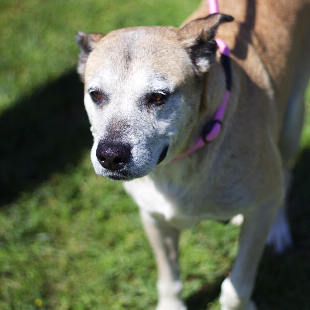 Holiday 21284, a Adoptable mixed breed in Cumming, GA image 3/6