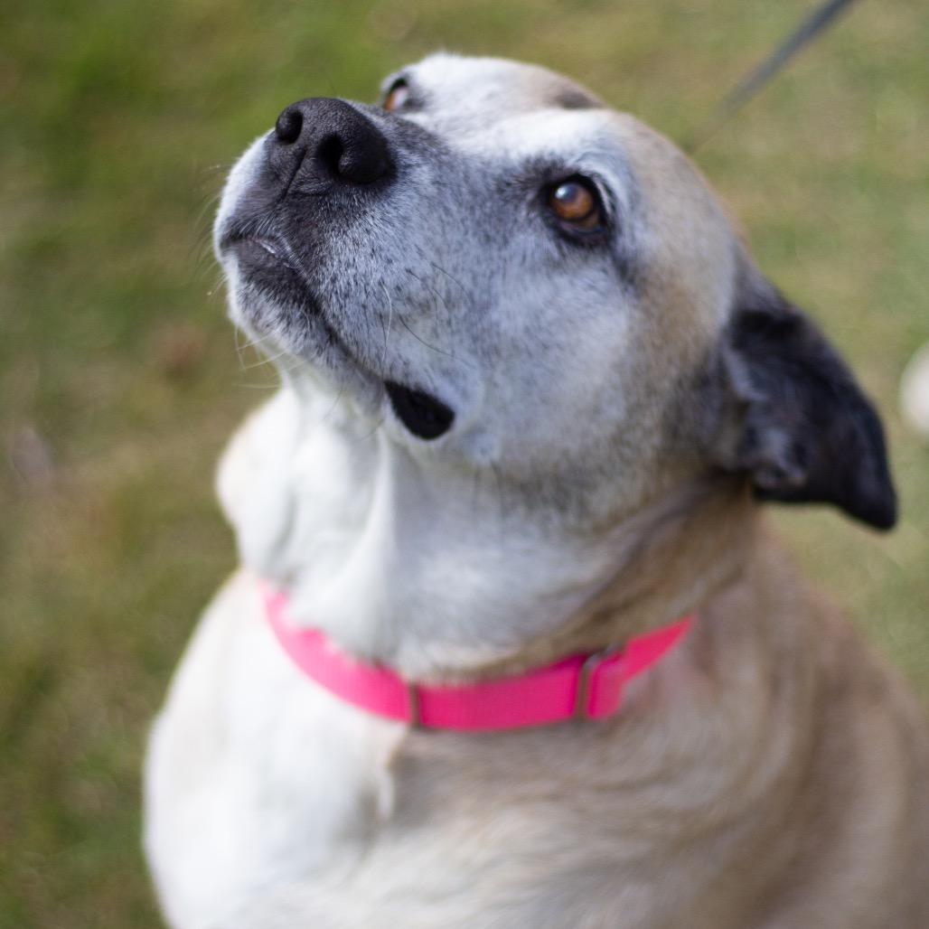 Holiday 21284, a Adoptable mixed breed in Cumming, GA image 4/6