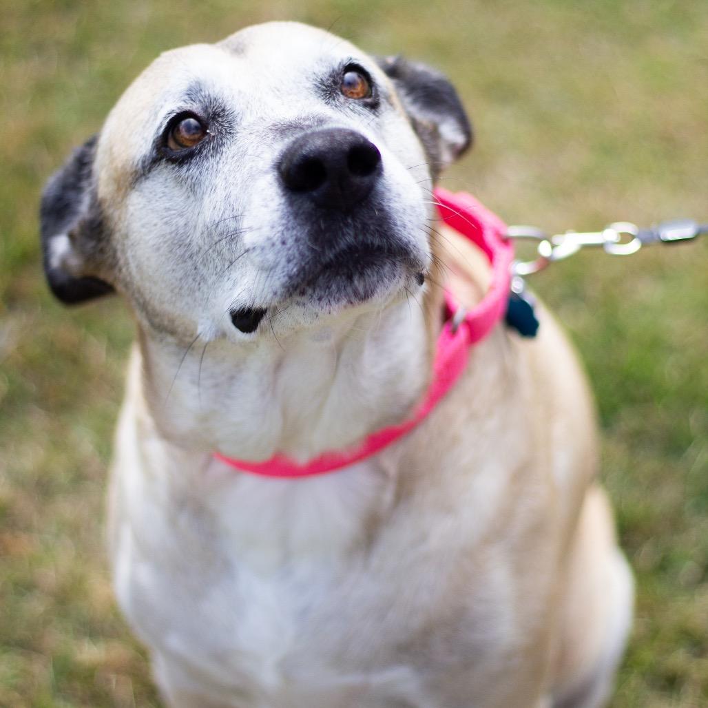 Holiday 21284, a Adoptable mixed breed in Cumming, GA image 5/6