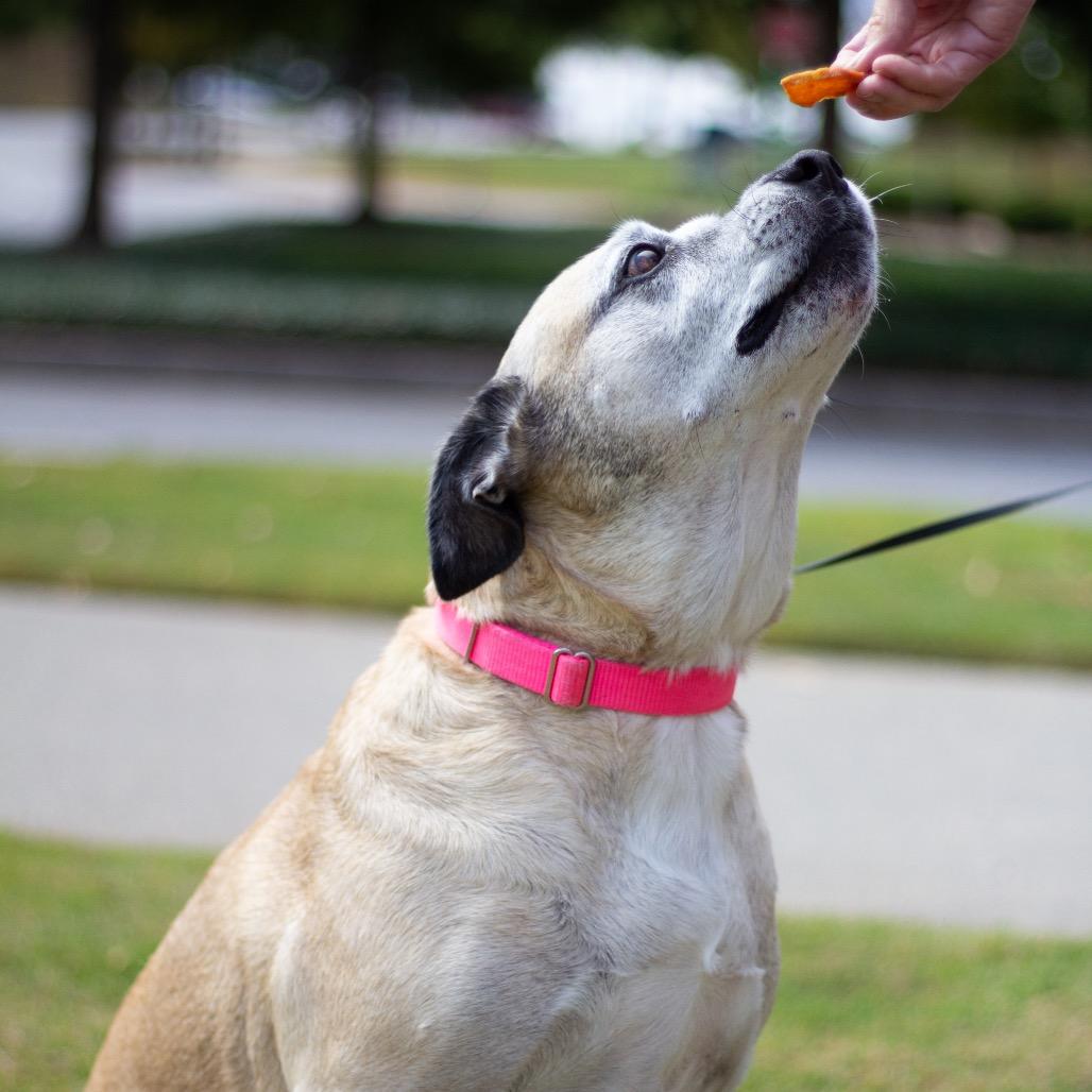 Holiday 21284, a Adoptable mixed breed in Cumming, GA image 6/6