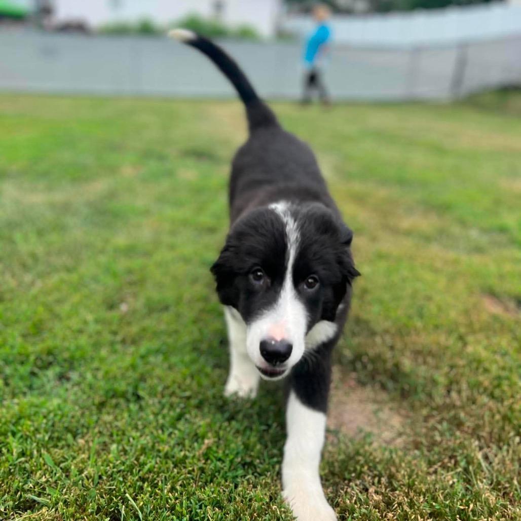 June, Adoptable, Puppy Female Great Pyrenees & Mixed Breed.