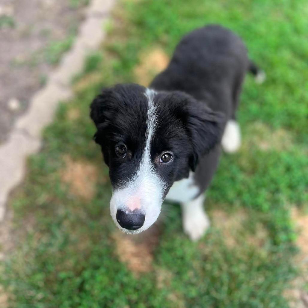 Enlarge June, a Adoptable mixed breed in St. Charles, IL image 2/6