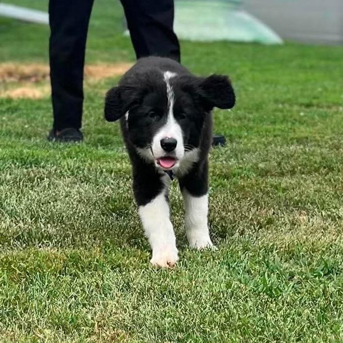 Enlarge June, a Adoptable mixed breed in St. Charles, IL image 3/6