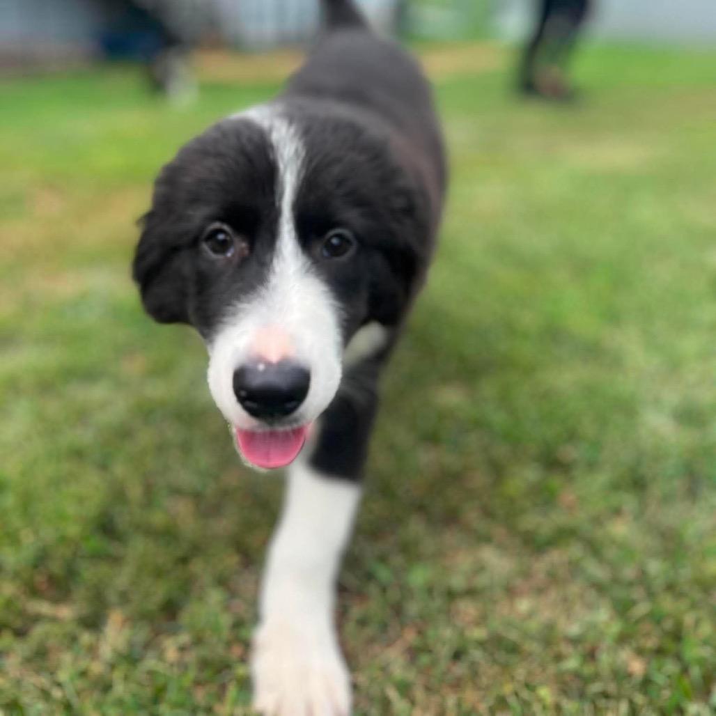 Enlarge June, a Adoptable mixed breed in St. Charles, IL image 4/6