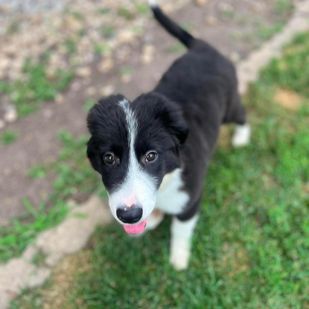 Enlarge June, a Adoptable mixed breed in St. Charles, IL image 5/6