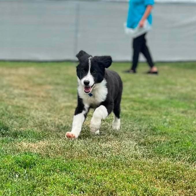Enlarge June, a Adoptable mixed breed in St. Charles, IL image 6/6
