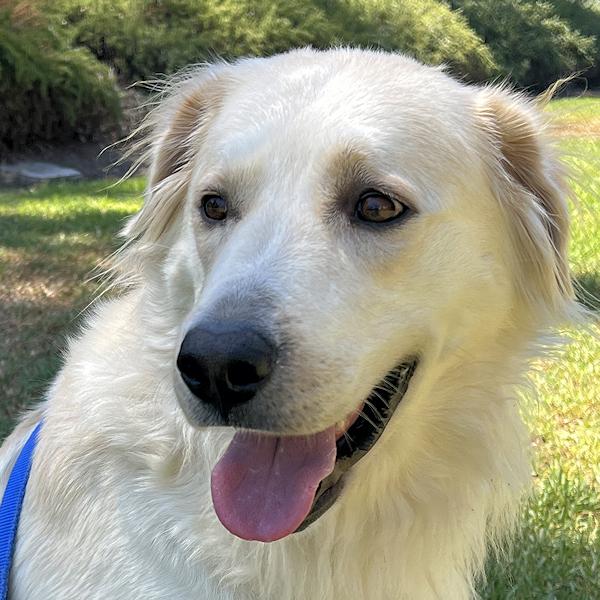 Lisa Marie, ADOPTABLE, Young Female Golden Retriever.