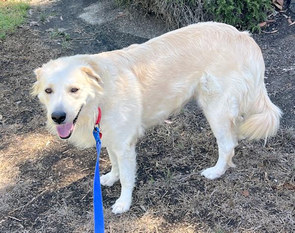 Enlarge Lisa Marie, a ADOPTABLE mixed breed in Los Angeles, CA image 2/5