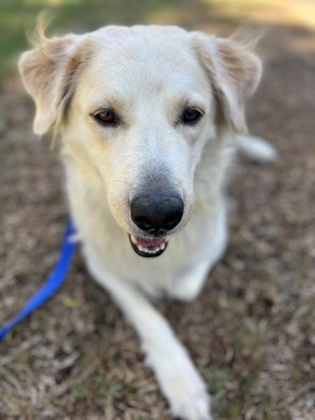 Enlarge Lisa Marie, a ADOPTABLE mixed breed in Los Angeles, CA image 5/5