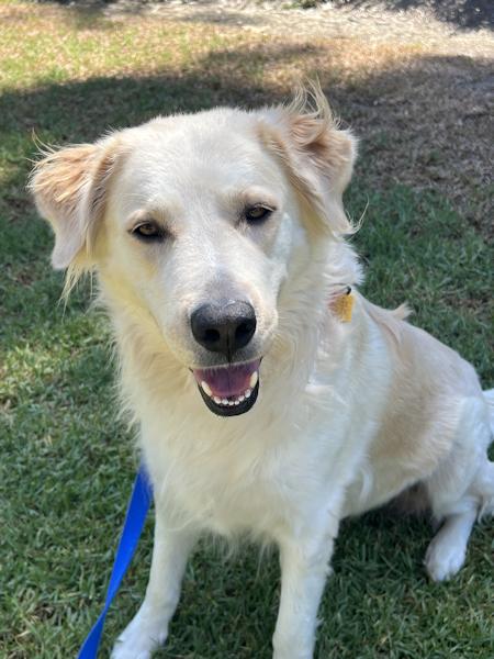 Enlarge Lisa Marie, a ADOPTABLE mixed breed in Los Angeles, CA image 4/5
