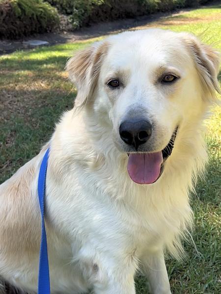 Enlarge Lisa Marie, a ADOPTABLE mixed breed in Los Angeles, CA image 3/5