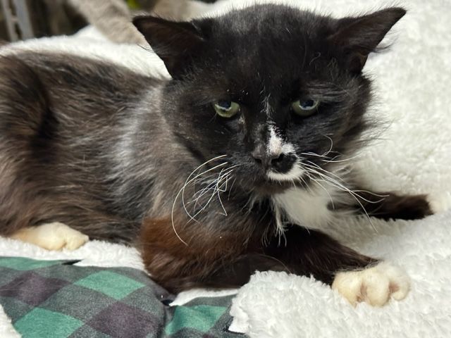 Lois, Adoptable, Adult Female Ragdoll.