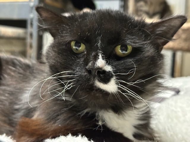 Lois, a Adoptable mixed breed in Atwater, OH image 2/3