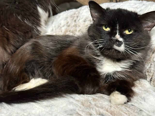 Lois, a Adoptable mixed breed in Atwater, OH image 3/3