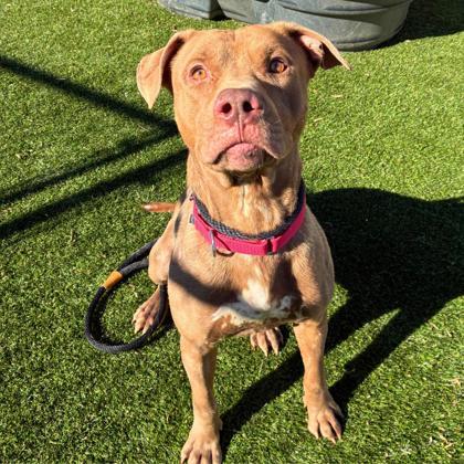 Enlarge Crunch Wrap Supreme, a Adoptable mixed breed in Gastonia, NC image 1/1